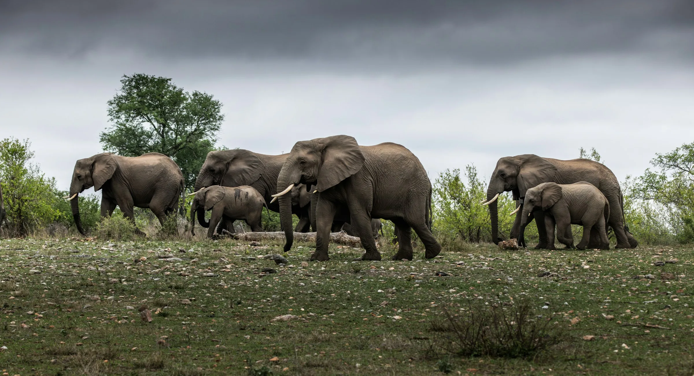 Elephants moving through grassland in Kruger National Park