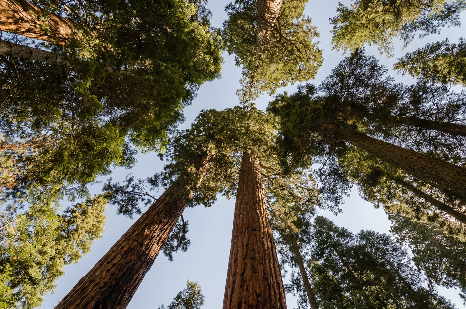 Looking upward into giant sequoia crowns in Sequoia National Park