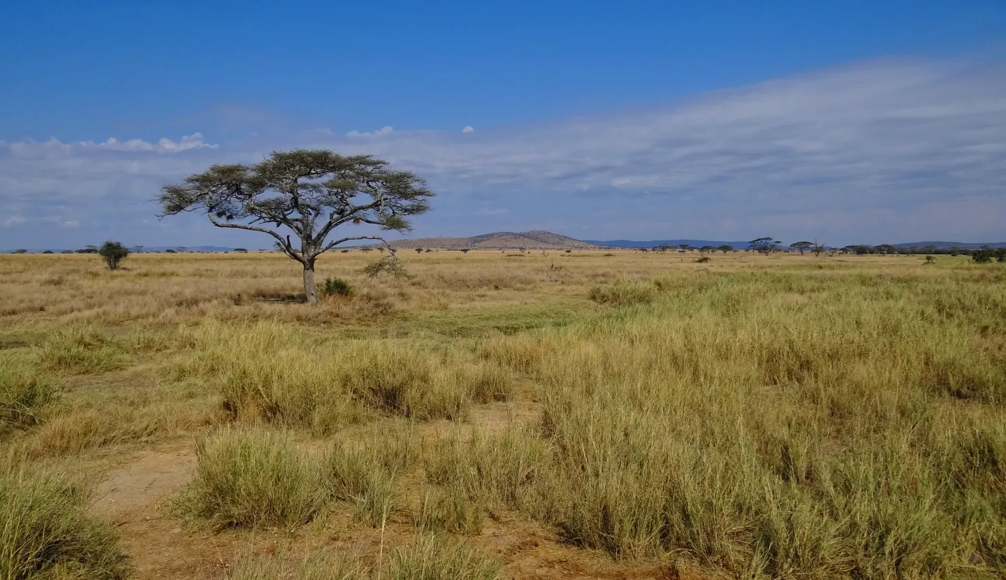 Open Serengeti grassland with a lone acacia and distant hills